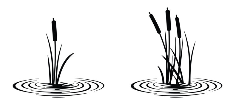 cartoon lisdodde or typha latifolia It is an aquatic plant. They have long, narrow leaves, a straight stem, and a brown, cigar-shaped spadix. They grow mainly in swamps, ditches, and along banks.