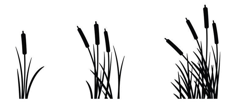 cartoon lisdodde or typha latifolia It is an aquatic plant. They have long, narrow leaves, a straight stem, and a brown, cigar-shaped spadix. They grow mainly in swamps, ditches, and along banks.
