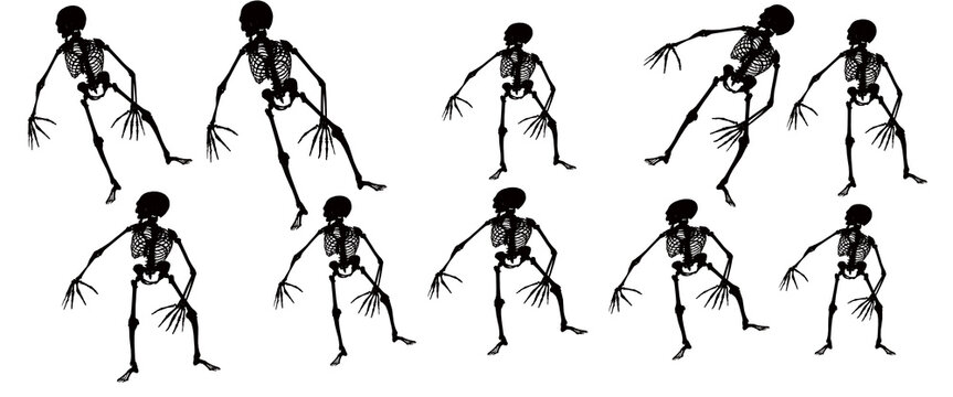 Spooky human skeleton silhouettes collection, set of 10 dancing black skeletons on white background, creepy anatomical bone figures for Halloween