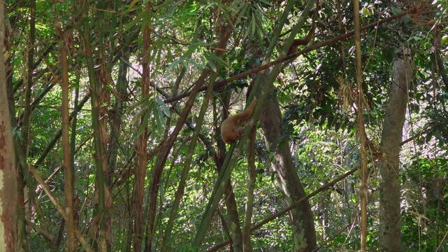 Adult Lar Gibbon Brachiating Through Dense Jungle Canopy: Wide Shot