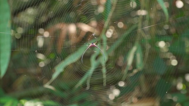 Long-horned Orb-weaver Spider Stationary in Jungle Web Center