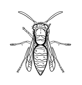 Yellowjacket vector drawing, outline for tattoo or coloring book or bee logo design
