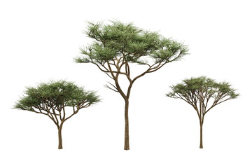 Three distinct acacia trees multiple branches green leaves wide canopies tall trunks. © PNG Pro