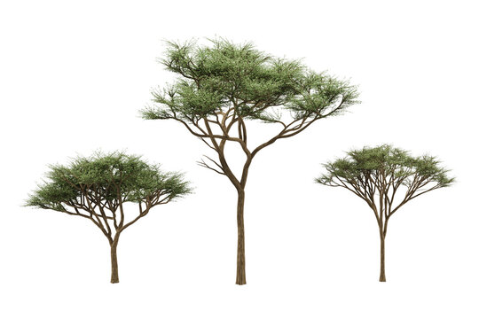 Three distinct acacia trees multiple branches green leaves wide canopies tall trunks.