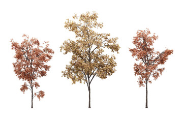 Three autumn trees brown orange foliage seasonal change nature scenery plant life. © PNG Pro