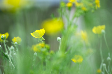 Fototapeta premium Beautiful flowers in the summer