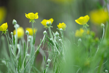 Fototapeta premium Beautiful flowers in the summer