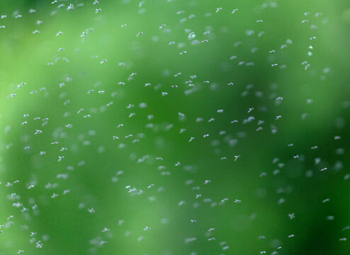 a large flock of mosquitoes flying against the background of a green garden