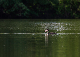 Great grebe bird swimming in a pond with a perch in its beak © nataba