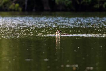 A great grebe bird swims in a pond with a perch in its beak on a summer evening © nataba