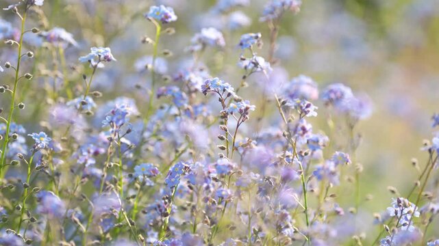 Decorative small blue wild Forget-me-not flowers blooming in summer garden on sunny day, outdoor lawn full of ornamental delicate blossoming Myosotis sylvatica flowers, spring season in nature.
