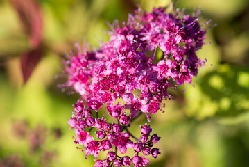 Obraz premium Japanese meadowsweet, Spiraea japonica flowers closeup selective focus