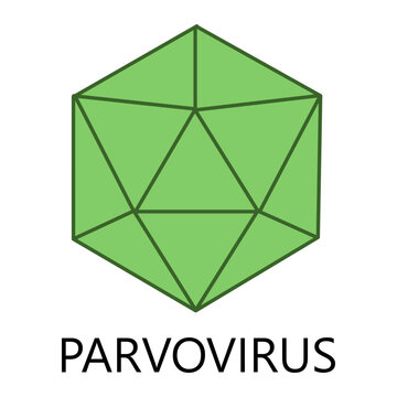illustration of Parvovirus