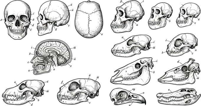 Vintage human skull anatomy diagram vector set featuring animal skulls cross section brain medical textbook diagrams primate skulls and scientific biology illustrations