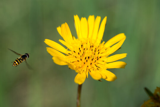 meadow goat's-beard, 
Tragopogon pratensis flowers closeup selective focus