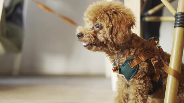 Cute brown toy poodle dog wearing a harness sitting alone indoors, looking up attentively. Morning daylight close up with selective focus for man's loyal best friend waiting for its loving owner.