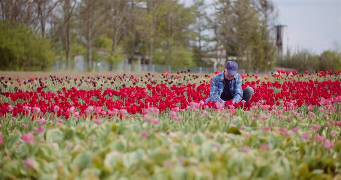Older man walking through a colorful flower field