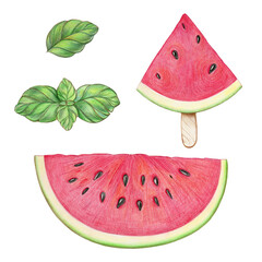Watermelon and basil hand drawn colored pencil illustration, isolated summer food PNG clip art © DiViArts