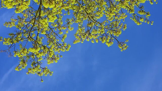 Ast mit frisch sprie&szlig;enden Bl&auml;ttern vor klarem, blauem Himmel, Ahorn, Mittelfranken, Bayern, Deutschland