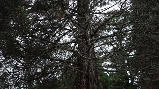 Gloomy dry pine tree in an eerie forest