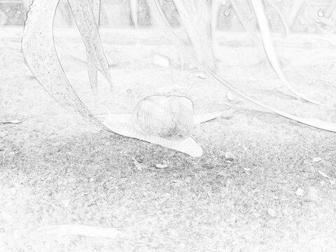 Detailed sketch-style illustration of a snail crawling on a textured ground surface. Black and white outline drawing with natural wildlife theme, suitable for educational, artistic, and design project