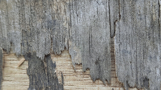 Distressed Weathered Plywood Texture with Peeling Layers and Wood Grain