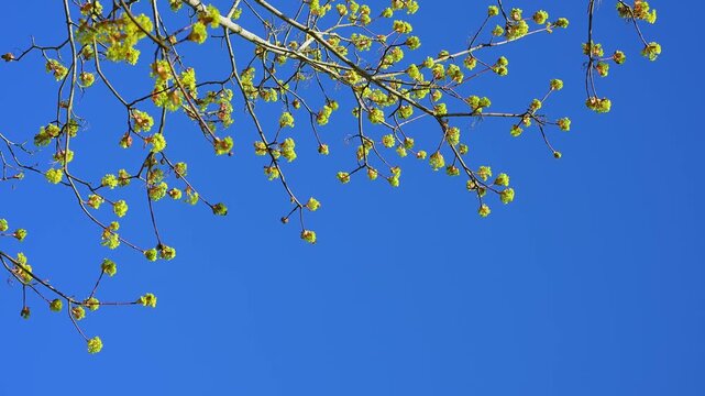Ast mit frisch sprie&szlig;enden Bl&auml;ttern vor klarem, blauem Himmel, Ahorn, Mittelfranken, Bayern, Deutschland