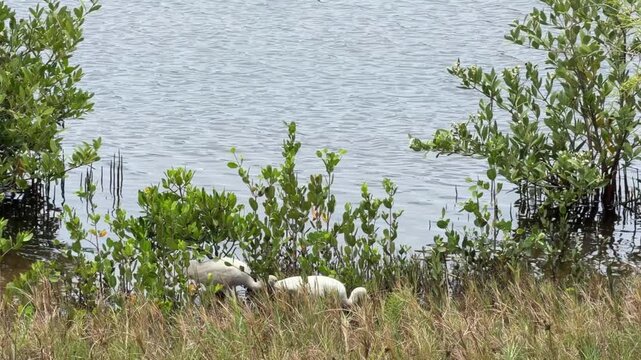 Two American white ibises (binomial name: Eudocimus albus) forage together along the edge of a tidal lagoon in a nature preserve and wildlife sanctuary along the Gulf Coast of southwest Florida