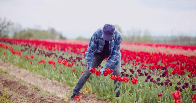 Person tending tulips in a colorful rural flower field