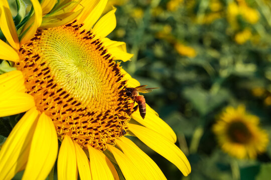Many bees are seen feeding on the nectar of yellow sunflowers against a blue sky backdrop in Chatuchak Park, Bangkok, Thailand, reflecting the concept of sustainable life cycles in harmony with nature