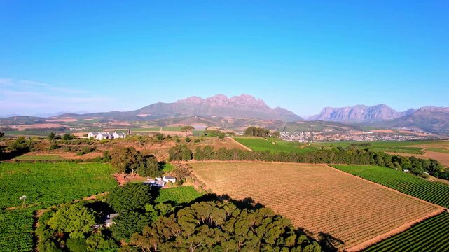 Vineyard Film Scene. Sunlit Vineyard Landscape Showcasing Harvest Activities And Distant Mountains