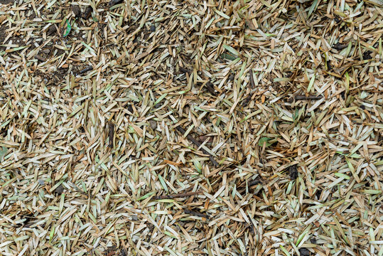 heno, con textura, insaturado, agricultura, c&eacute;sped, naturaleza, f&aacute;brica, alimento, amarilla, chacras, nativo, bala, cosecha, campa, hojas, close-up, caf&eacute;, campesina, verano, semilla, fondo, abstracta