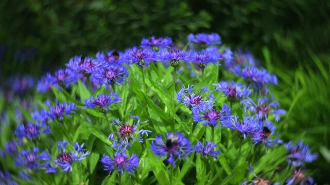Bumblebees on blue cornflowers with dreamy swirling bokeh