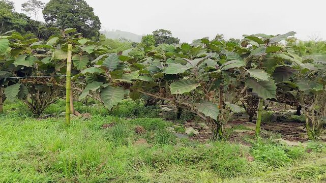 rows of mature lulo fruit bushes cultivated on a hillside farm in colombia