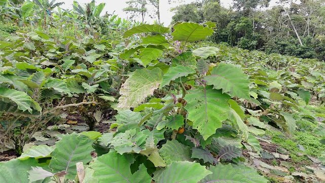 close up of fresh lulo plants growing on a hillside agricultural farm in colombia
