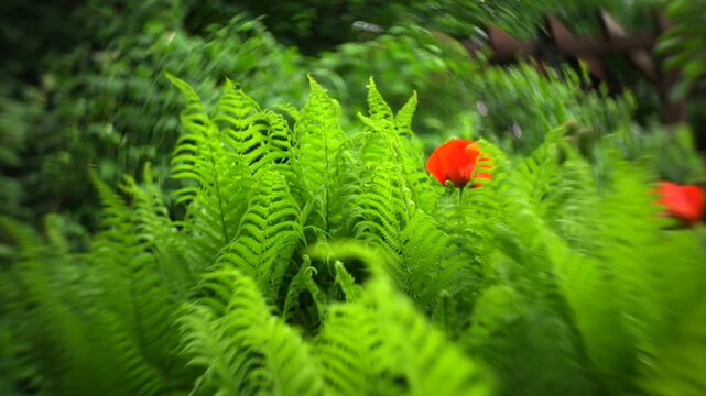 Lush green fern leaves in forest. Fern background