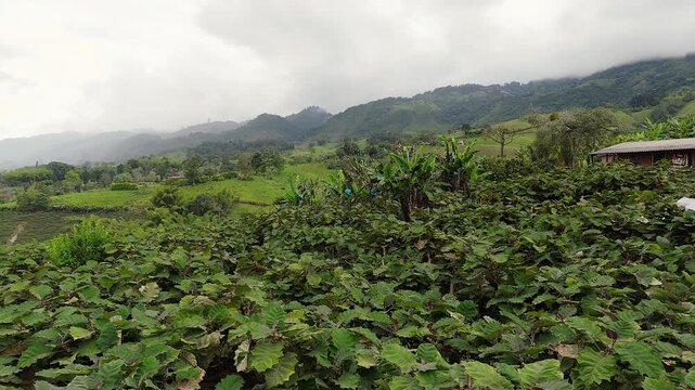 lush agricultural valley with lulo fields and banana plantations stretching across hillsides in colombia