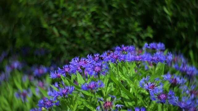Bumblebees on blue cornflowers with dreamy swirling bokeh