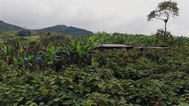 rural farm house surrounded by lush lulo fields and banana plantations in the colombian mountains