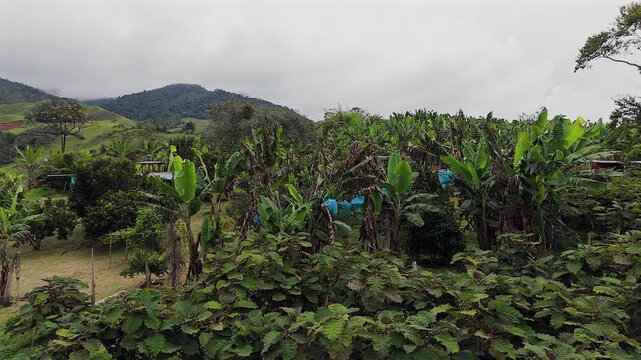 panoramic view of a rural tropical banana and lulo plantation nestled in the mountains of colombia