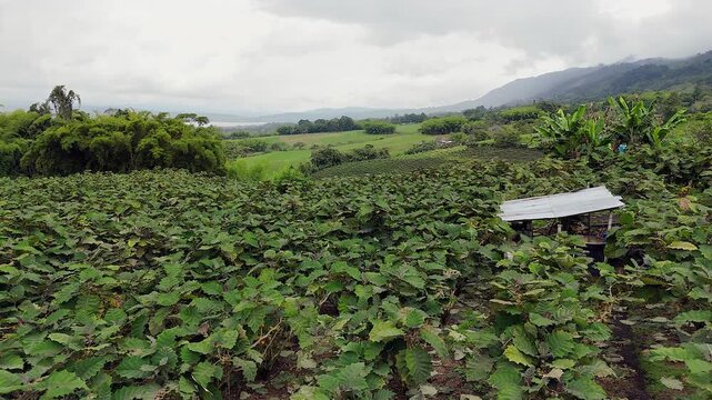 scenic overview of a lulo plantation and agricultural fields in the rolling hills of colombia