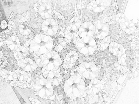 Detailed botanical sketch illustration featuring decorative garden plants and foliage. Black and white outline drawing with intricate leaf patterns, suitable for nature, educational, artistic, and des