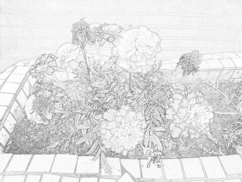 Detailed botanical sketch illustration featuring decorative garden plants and foliage. Black and white outline drawing with intricate leaf patterns, suitable for nature, educational, artistic, and des