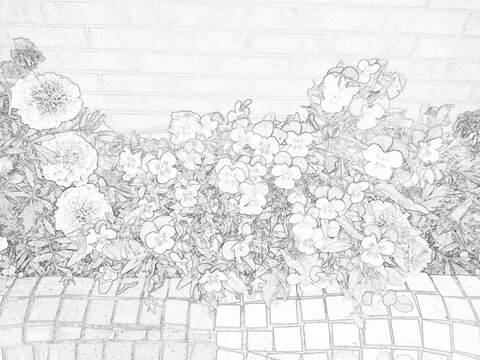 Detailed botanical sketch illustration featuring decorative garden plants and foliage. Black and white outline drawing with intricate leaf patterns, suitable for nature, educational, artistic, and des