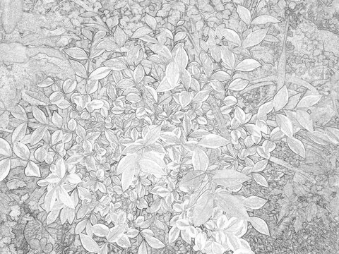 Detailed botanical sketch illustration featuring decorative garden plants and foliage. Black and white outline drawing with intricate leaf patterns, suitable for nature, educational, artistic, and des