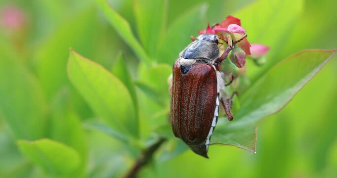 Maybug cockchafer melolontha on flower plant. Insect macro of may beetle bug in green environment.