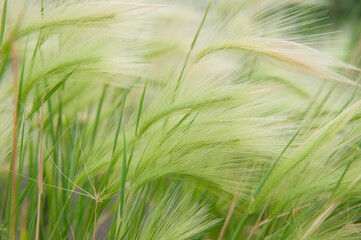 Obraz premium Natural soft background with barley grass swaying in meadow