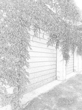 Detailed botanical sketch illustration featuring decorative garden plants and foliage. Black and white outline drawing with intricate leaf patterns, suitable for nature, educational, artistic, and des