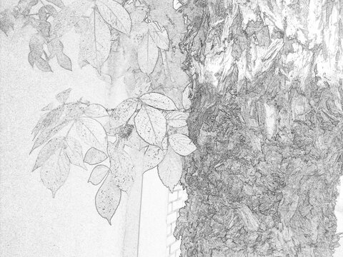Detailed botanical sketch illustration featuring decorative garden plants and foliage. Black and white outline drawing with intricate leaf patterns, suitable for nature, educational, artistic, and des