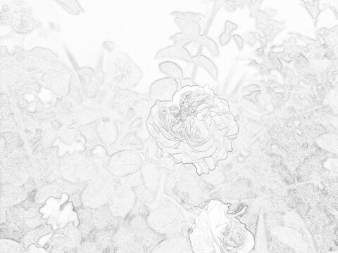 Detailed botanical sketch illustration featuring decorative garden plants and foliage. Black and white outline drawing with intricate leaf patterns, suitable for nature, educational, artistic, and des